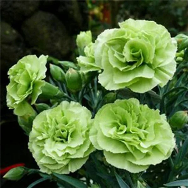 carnation (17)