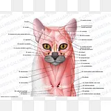 猫解剖png图片 猫解剖png素材 猫解剖设计元素免费下载 Png素材网