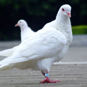 

100PCS Birds Foot Rings Safe Plastic Identification Rings Foot Rings Number Cuff Rings for Parrot Pets