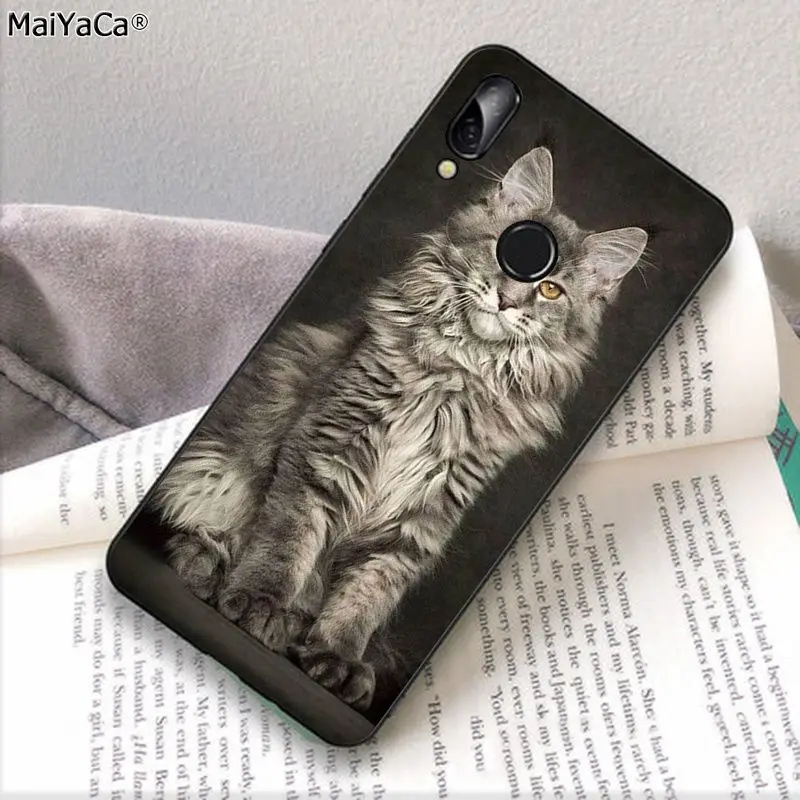 pet maine coon cat