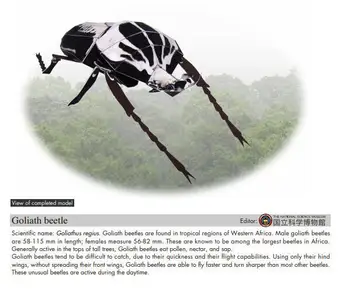 

Emperor big flower beetle insect paper model 3D handmade DIY kindergarten origami student activity origami