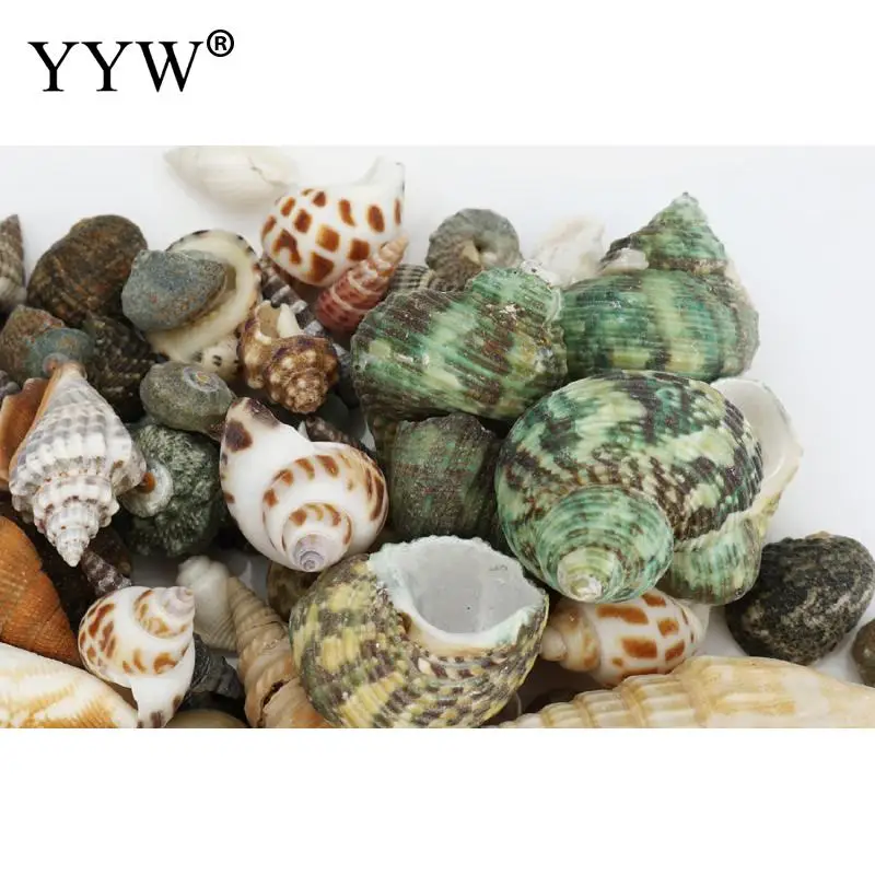 100 шт./пакет Разноцветные морские раковины Schelpen Coquillage Conchas Shell для украшения дома Вавилон морской домашний Морской Декор
