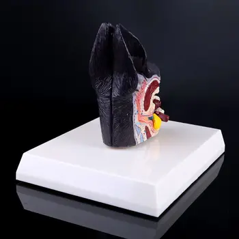 

Dog Ear Lesion Animal Anatomical Model Veterinary Science Aids Teaching Research