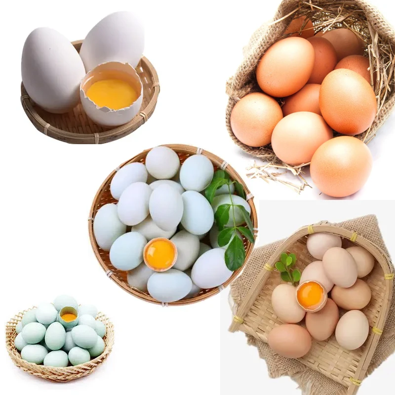 Machine à laver les œufs de canard salé, machine à laver les œufs, brosse  et œufs, nettoyeur d'œufs à haute efficacité 110v/220v - AliExpress