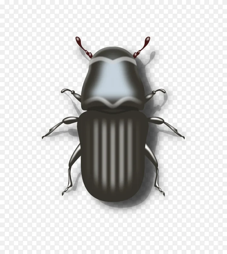 山松甲虫剪贴画-甲虫