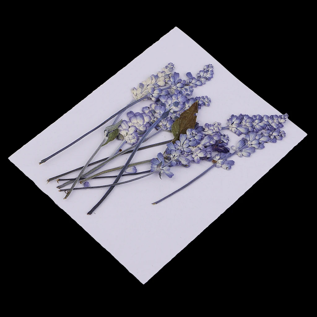 10pcs Natural Pressed Dried Flowers Sage Flowers For Scrapbooking Art Craft DIY Wedding Cards Phone Case Home Decors Purple