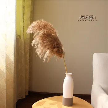 

Natural Pampas Grass Decor 10pcs Wedding Phragmites &Reed Bunch Flowers Dried Reed Christmas Decoration Bouquet Home Wedding