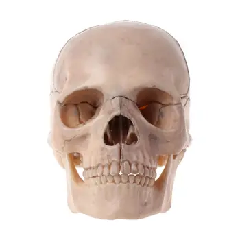 

15pcs/set 4D Disassembled Skull Anatomical Model Detachable Medical Teaching Tool 24BB