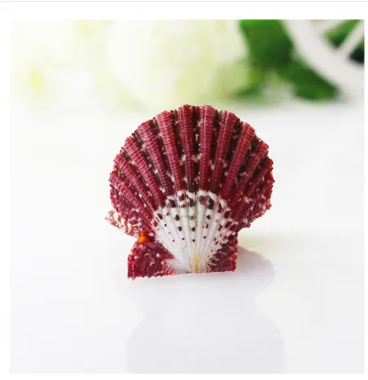Oil painting scallop natural color caracol conch shooting props natural shells beads