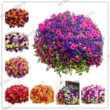 Висячие Петуния бонсай, балконные горшки, цепляющие Петуния цветочный сад, около 100 частиц,#6GVSLJ