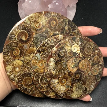 

1Pcs Ammonite Fossil Slice Plate Natura Shell a compassl MADAGASCAR FOSSIL SPECIMEN HEALING