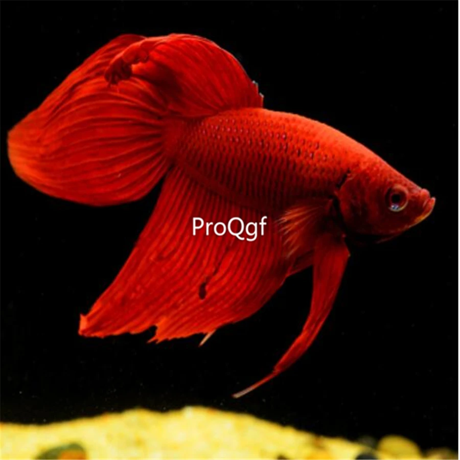 Ngryise 1 шт. набор Таиланд fighting fishh
