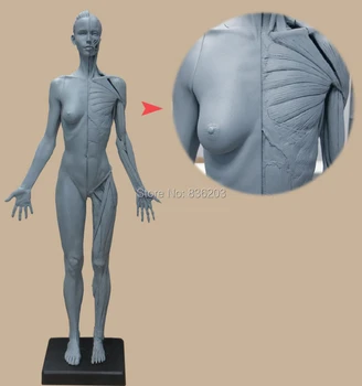 

Dental 60 CM Male Male figure: Art-pro v2A Anatomical model of anatomy tools the human skull for students drawing mannequin