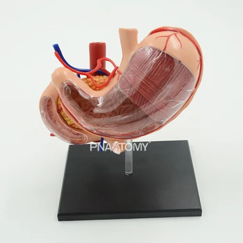 4D Detachable Stomach Model 1