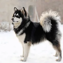 2G собаки gps слежения питомца Finder ошейник безопасности расположение крепления для домашних животных собак отслеживания MU8669