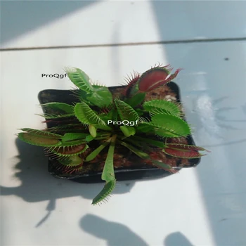 

Ngryise 3Pcs A Set Dionaea muscipula Venus Flytrap