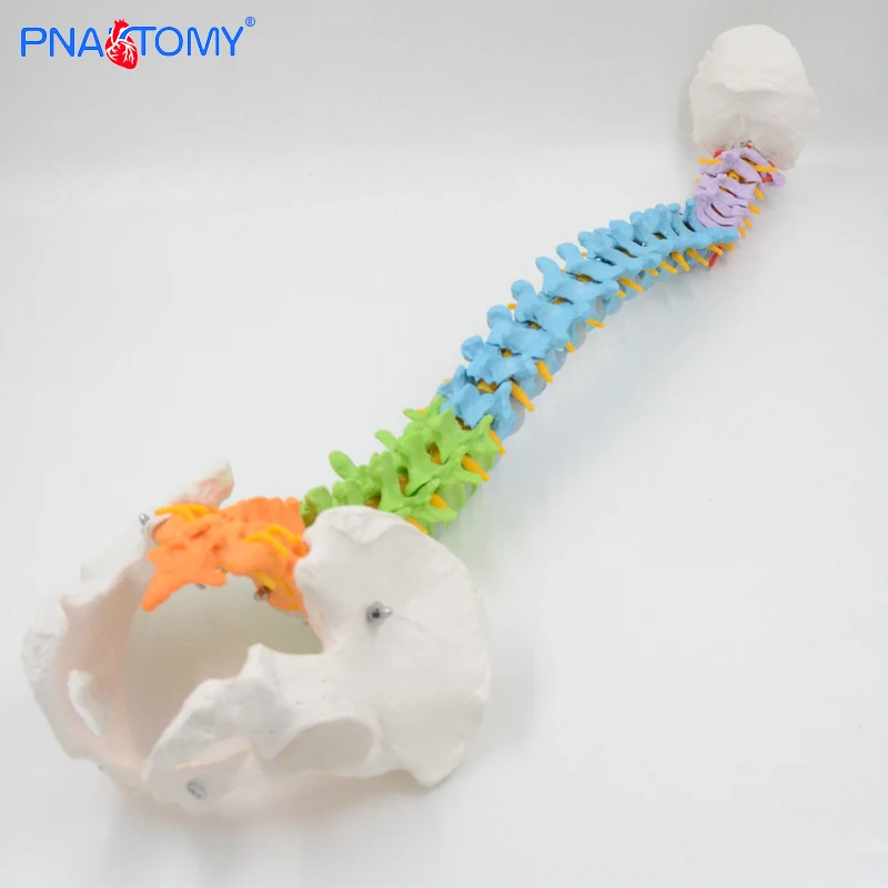 Flexible Colored Human Spine Model Manikin Medical Science Human Life Size Medical School Educational Models PNT-D121C PNATOMY