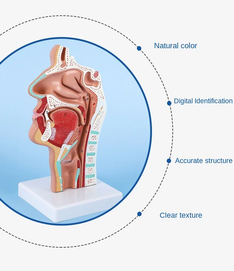 modelo de nervo vascular lateral na boca,