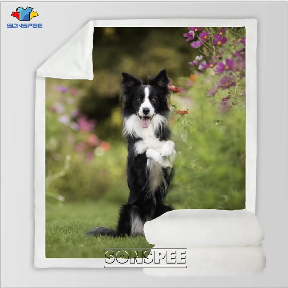 Border Collie 9