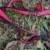 2 daisy 2 carbine yoga extender strap rope daisy chain for aerial yoga hammock swing anti-gravity yoga extend belts for yoga