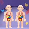 Body Anatomy Model For kids Children Human Torso Model Montessori Educational Learning Toys Organ Assembled Toy Kids 3D Puzzles 1