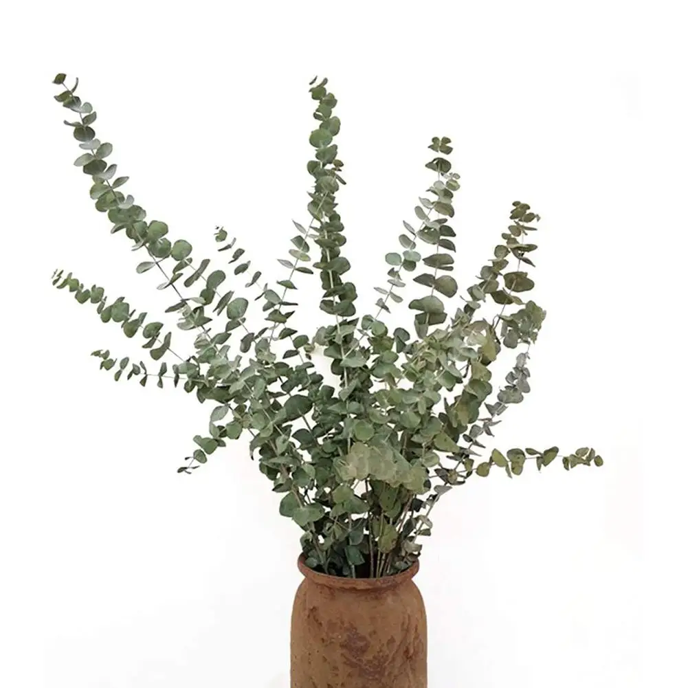 

Eucalyptus Dried Flower Branches Clear Texture Unique Elegant Eucalyptus Dried Flower Bouquet for Nordic Home Decoration spot