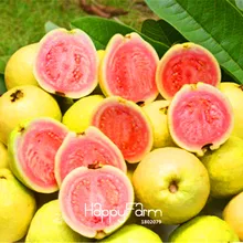 Новое поступление! 100 шт./пакет, балкона двора комнатные фруктовых деревьев, посаженные карликовые деревья, Psidium растения, semillas de frutas,# BRFRU1