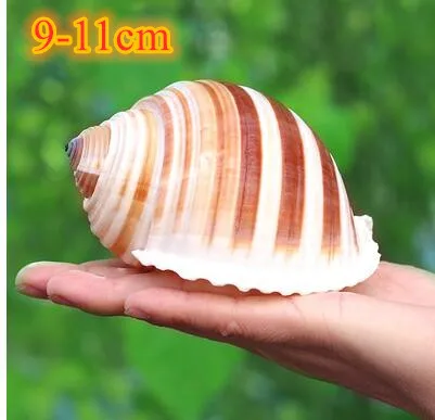 J Large natural sea shells beach shell specimen for fish tank fishing net schelp nautical home decor Wedding Party Decor Crafts - Цвет: J