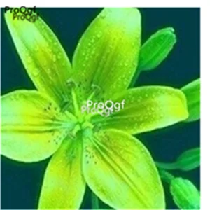 1 Ngryise набор из 20 предметов Lilium brownii Lily - Цвет: 1