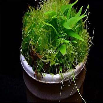 

Prodgf 1Pcs A Set Utricularia longifolia