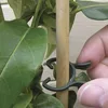 Garden Supplies
