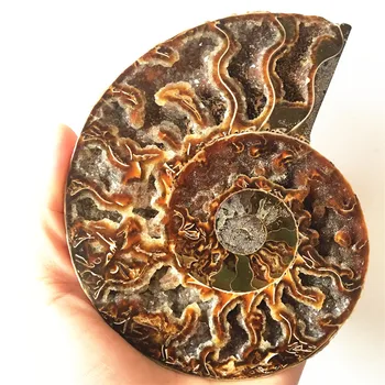 

madagascar fossils iridescent ammonite natural stones and minerals specimen