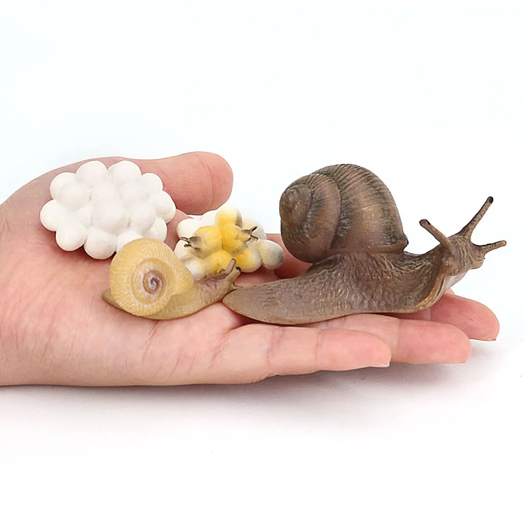 Life Cycle Figures of Snail Early Educational Animal Figures Biology Science Toys Life Cycle Figures of Snail Early Educational Animal Figures Biology Science Toys