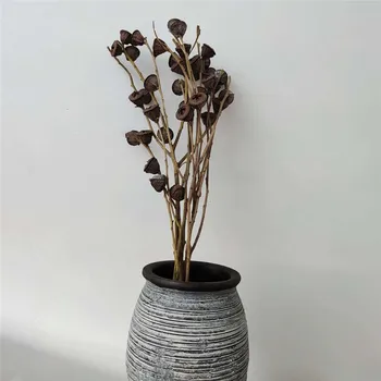 

5 stems Button shape eucalyptus branch globulus fruit bunch home decor Tall 40-50cm natural flower
