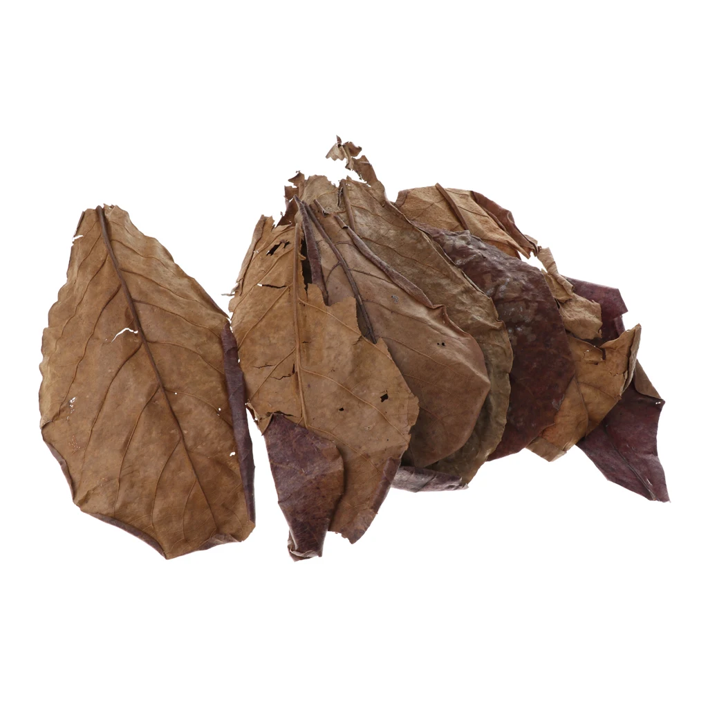 Set of 10 Fish Tank Indian Almond Leaves  For Betta Fish & Shrimps
