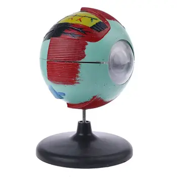 

6x Removable Human Eye Eyeball Model Eyeball Internal Structure Learn Human Anatomical Model Lab Teaching Education