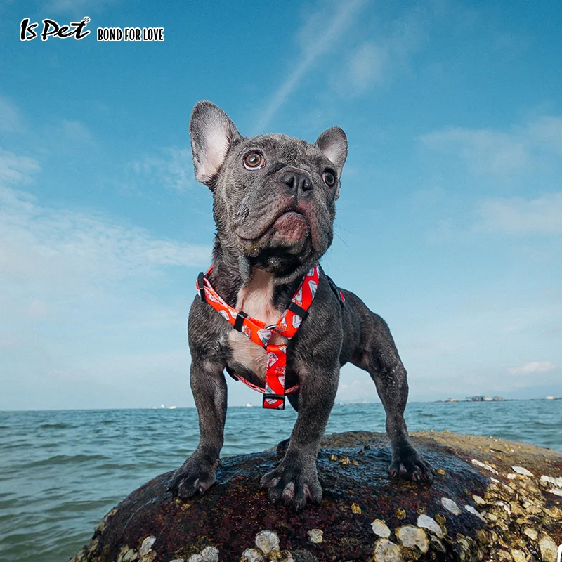 Harnais Chien модный собачий поводок для щенков больших собак Pomeranian Pitbull Французский бульдог Beagle рождественские