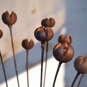 

8pcs Dried Flower,Hand-made Nut Cross-fruit,DIY Floral Display Dry Flowers Plant For Wedding Favor Home Party Decor, Gift