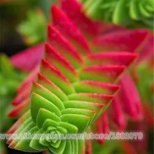 Горячая Распродажа! 100 шт суккулентные растения, открытый и закрытый многолетний бонсай цветок литопс плантас для DIY домашнего сада