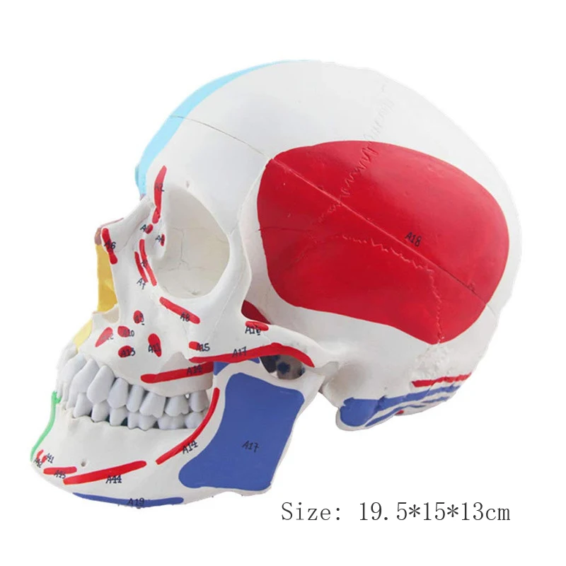 Human Skull Anatomy Model Medical Science Teaching Resources