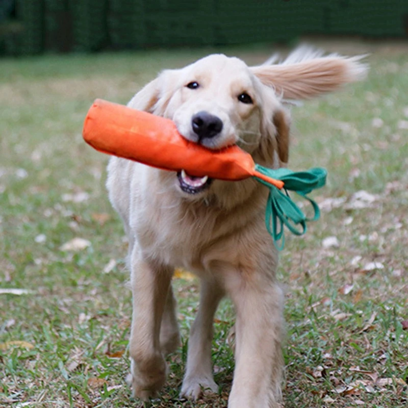 dog chewing plastic bottle