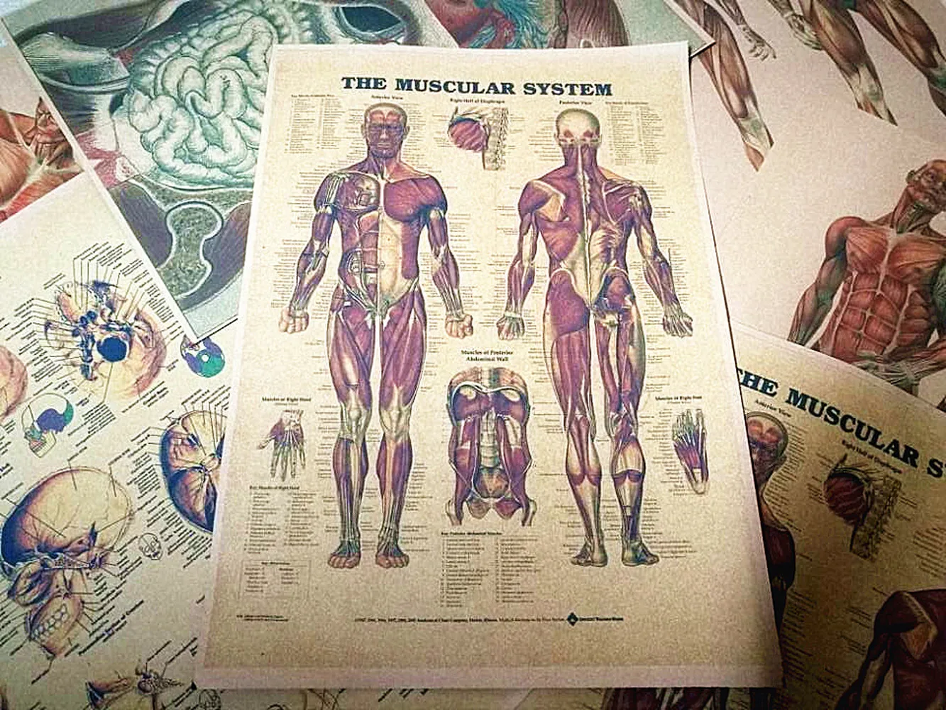 3D человеческий скелетный орган суставы тела Мышечная система анатомический