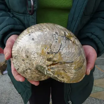 

9.4LB Huge Nautilus Ammonite Fossil Madagascar