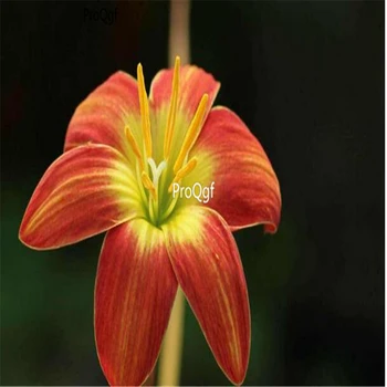 

ProQgf 10Pcs A Set Rainlily Flower Bulb many color choice