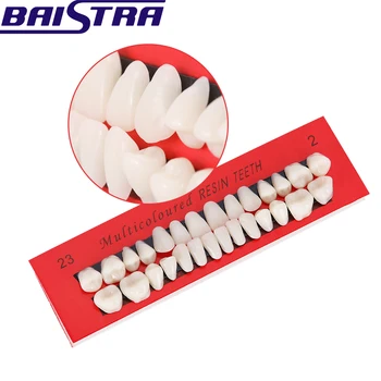 

10 set Dental Material Plastic Teeth Teaching Model Dedicated Teeth Models Full denture A2