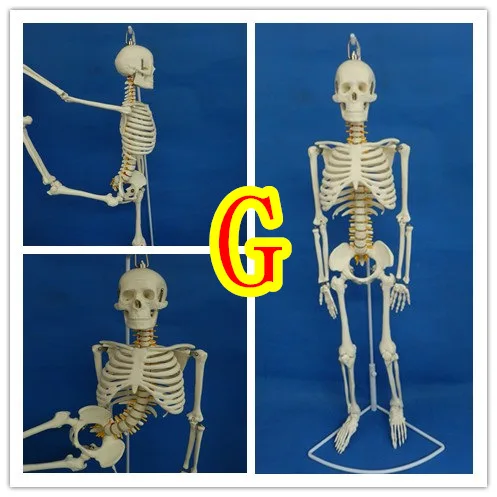 

Medicine Model Bone Mannequin Spine Skeleton Medicine Spine Specimen Villain Full Body Bone Human 85 Centimeter