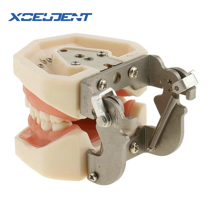 Kopen 1 Pcs Zachte Gom Alle Verwijderbare Dental Tanden Model 28 Stuks Tanden Tandheelkundige Model Voor Nieuwe Tandarts Traning In De school
