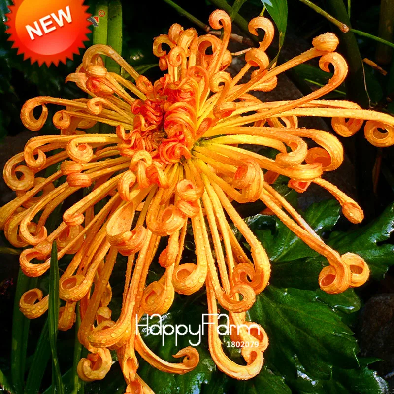 Новинка! Фейерверк Форма оранжевая Хризантема цветок растения мягкий чехол Бонсай балкон 100 частиц/партия,# U7T6DC