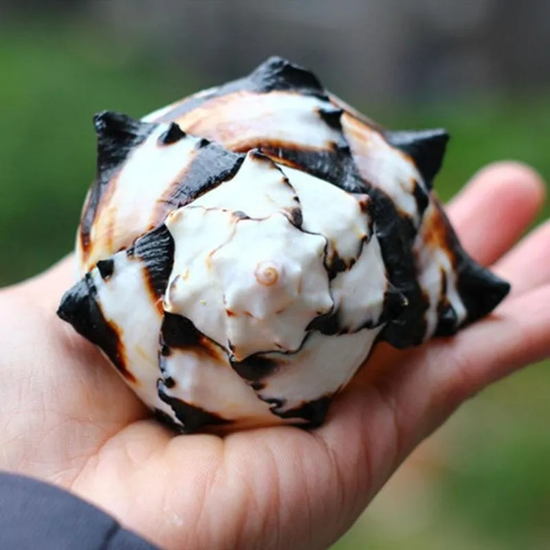 11-13cm Natural Black White Bone Snail Mediterranean Home Fish Tank Platform Landscape Coral Conch Shells Creative Craft Gift
