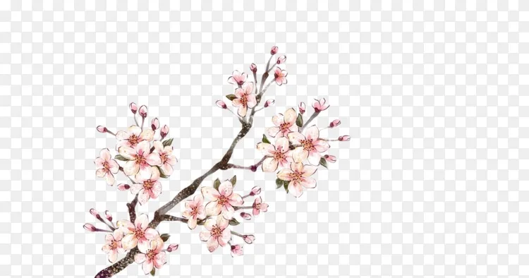 莫摩无花比拉水彩画 梅花png图片素材免费下载 图片编号 Png素材网